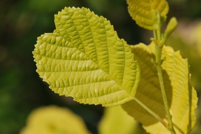 Alnus incana 'Aurea' - olše šedá 'Aurea'- list